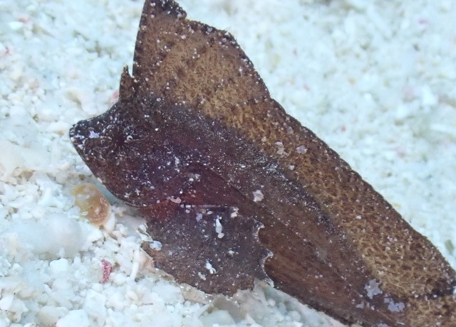 f:id:takedive1988:20200914213610j:image f:id:takedive1988:20200914213610j:image