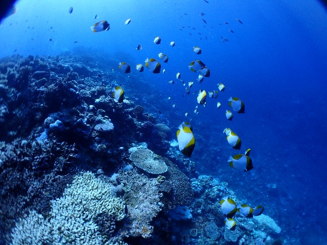 f:id:takedive1988:20200918224046j:image