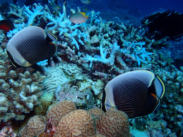 f:id:takedive1988:20200918224108j:image
