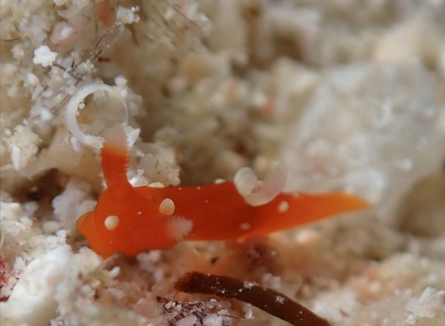 f:id:takedive1988:20200918224857j:image