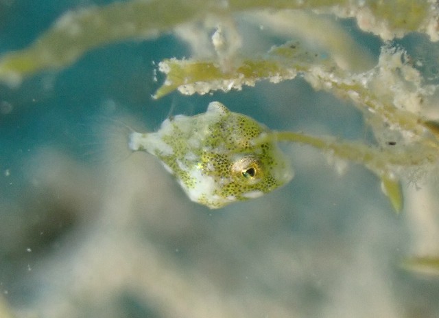 f:id:takedive1988:20200918225806j:image