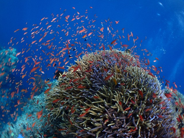 f:id:takedive1988:20200923224702j:image