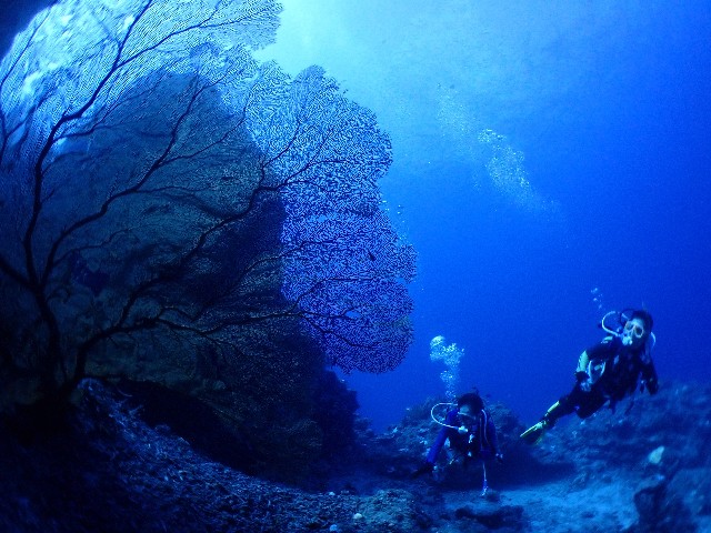 f:id:takedive1988:20200923224749j:image