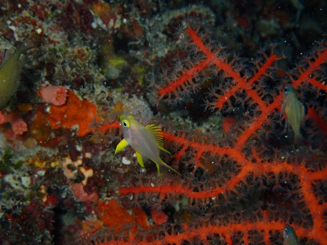 f:id:takedive1988:20200923224803j:image