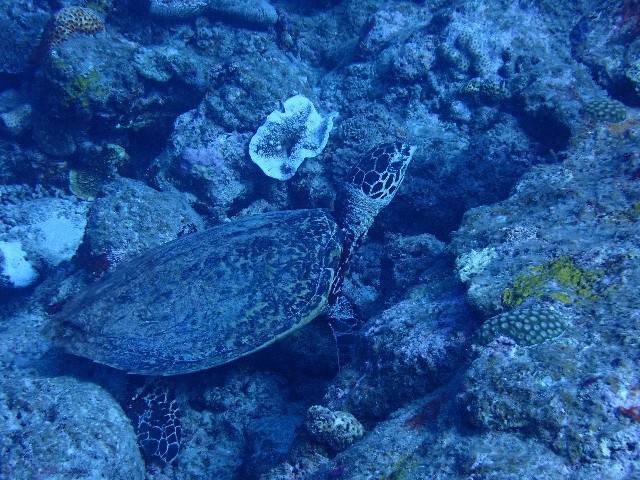 f:id:takedive1988:20200923224903j:image