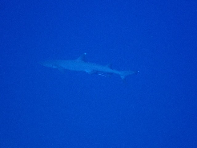 f:id:takedive1988:20200923224939j:image
