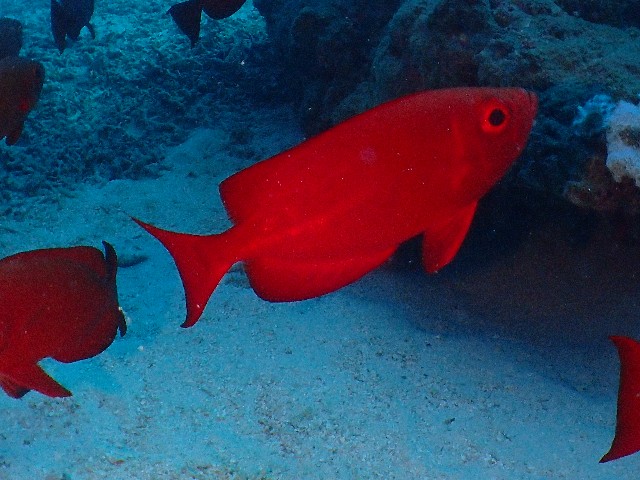 f:id:takedive1988:20200925210223j:image