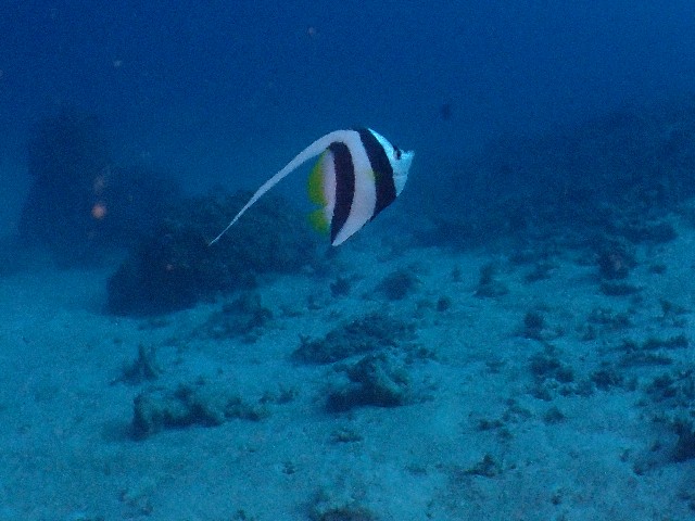 f:id:takedive1988:20200925210308j:image