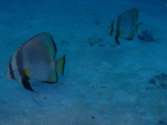 f:id:takedive1988:20200925210347j:image