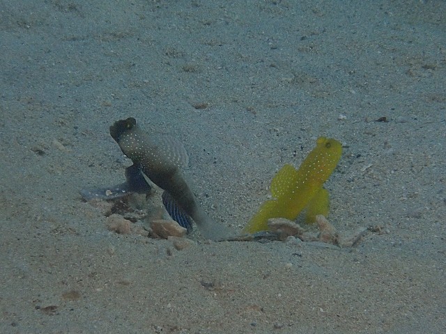 f:id:takedive1988:20200925210403j:image