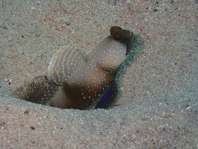 f:id:takedive1988:20200925210843j:image