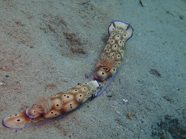 f:id:takedive1988:20200925211108j:image