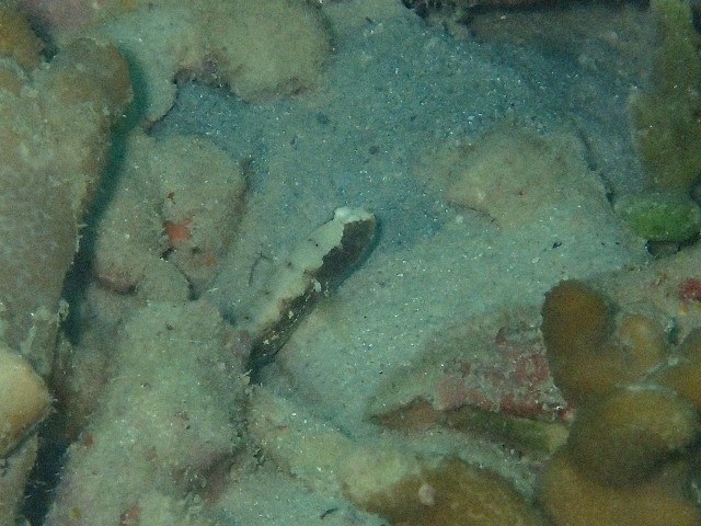 f:id:takedive1988:20200925211147j:image