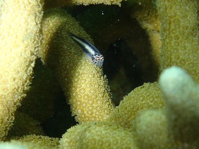 f:id:takedive1988:20200925211201j:image