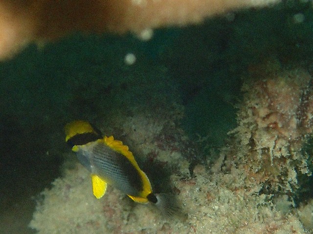 f:id:takedive1988:20200925211213j:image