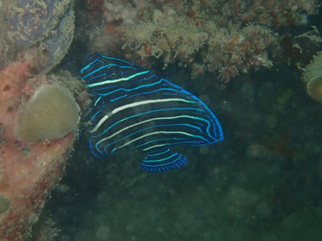 f:id:takedive1988:20200925213140j:image