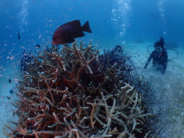 f:id:takedive1988:20200927234428j:image