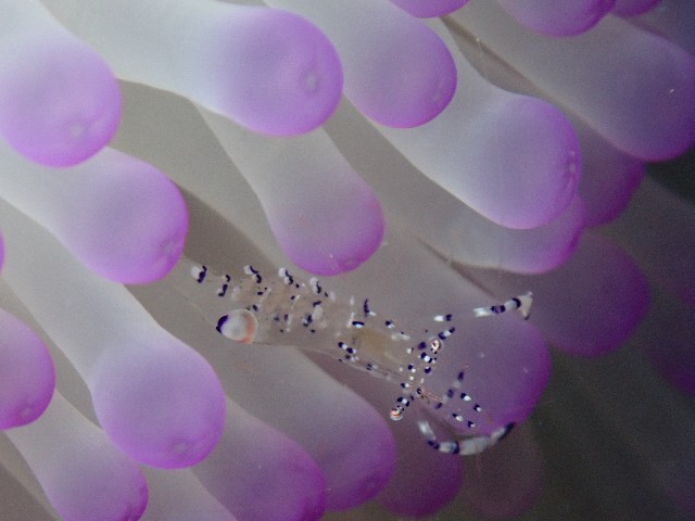 f:id:takedive1988:20200927234544j:image