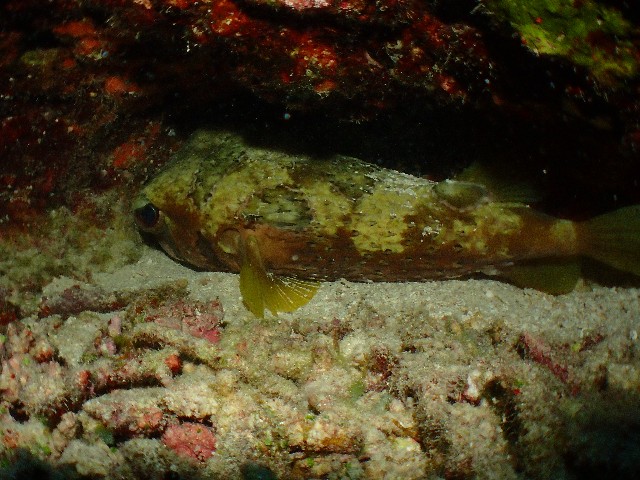 f:id:takedive1988:20200927234723j:image