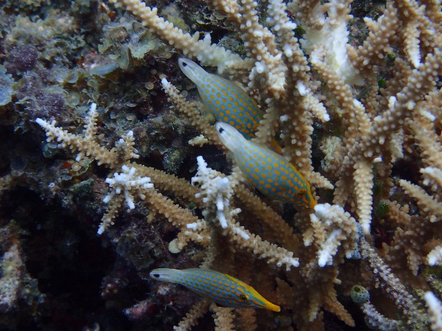 f:id:takedive1988:20200927234809j:image
