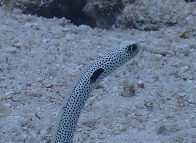 f:id:takedive1988:20200927234850j:image