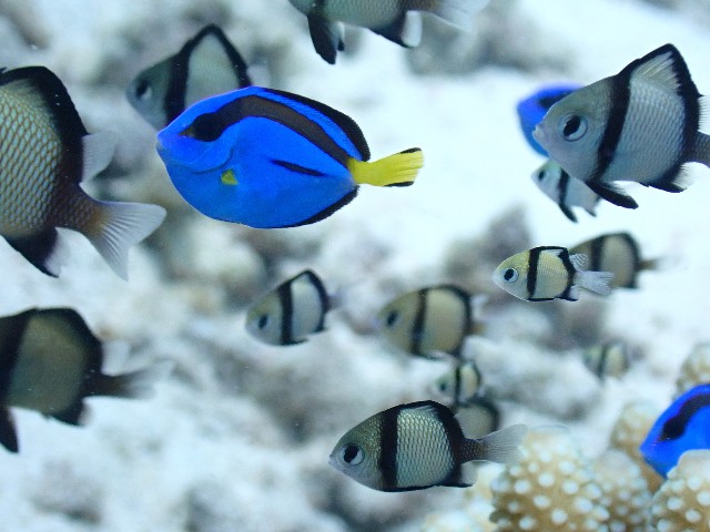 f:id:takedive1988:20200927235257j:image