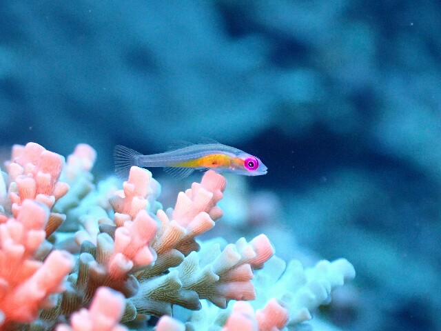 f:id:takedive1988:20200927235841j:image