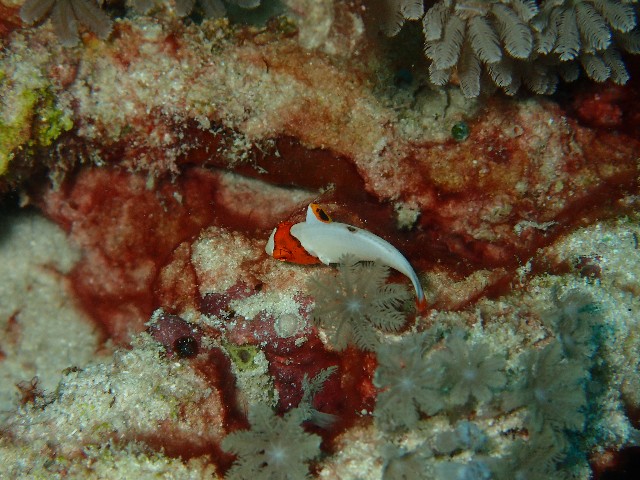 f:id:takedive1988:20200929220408j:image f:id:takedive1988:20200929220408j:image
