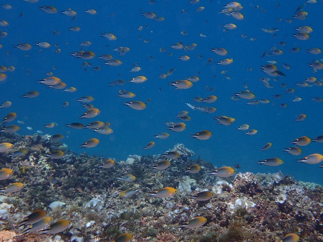 f:id:takedive1988:20200929220848j:image f:id:takedive1988:20200929220848j:image