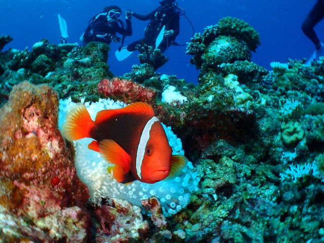 f:id:takedive1988:20200929221044j:image f:id:takedive1988:20200929221044j:image