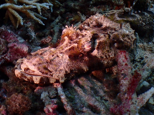 f:id:takedive1988:20200930174331j:image f:id:takedive1988:20200930174331j:image