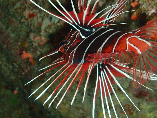f:id:takedive1988:20200930174428j:image f:id:takedive1988:20200930174428j:image