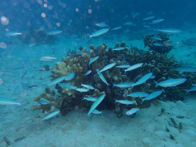 f:id:takedive1988:20200930174508j:image f:id:takedive1988:20200930174508j:image