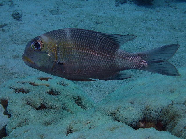 f:id:takedive1988:20200930174542j:image f:id:takedive1988:20200930174542j:image
