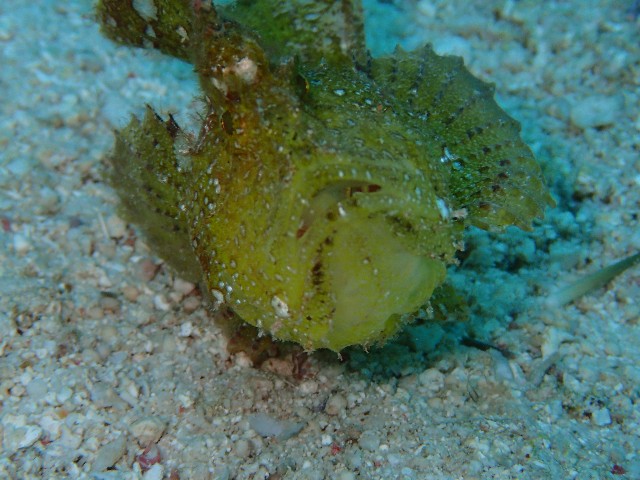 f:id:takedive1988:20200930174634j:image f:id:takedive1988:20200930174634j:image