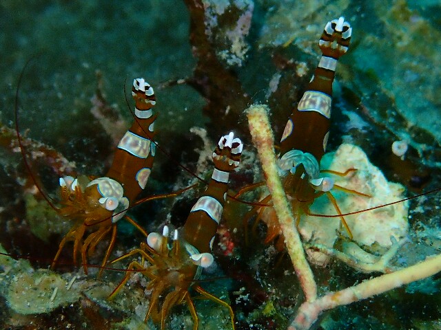 f:id:takedive1988:20200930222649j:image f:id:takedive1988:20200930222649j:image