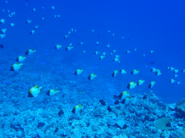 f:id:takedive1988:20200930222736j:image f:id:takedive1988:20200930222736j:image