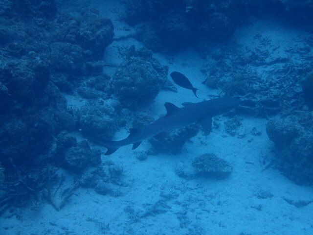 f:id:takedive1988:20200930223037j:image f:id:takedive1988:20200930223037j:image