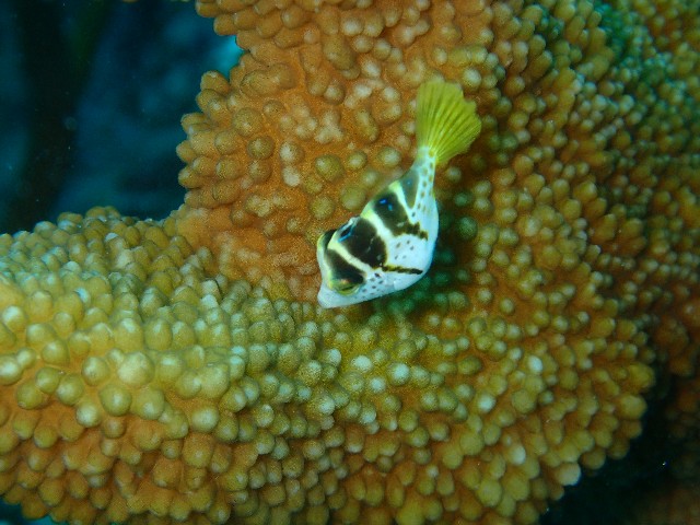 f:id:takedive1988:20201007222500j:image f:id:takedive1988:20201007222500j:image