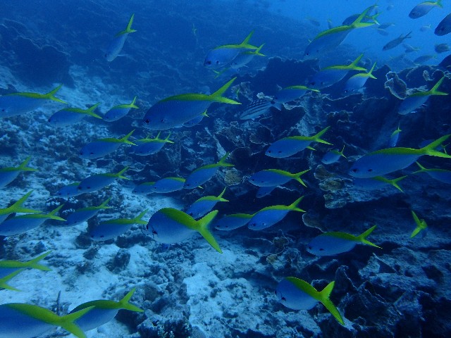 f:id:takedive1988:20201007222541j:image f:id:takedive1988:20201007222541j:image
