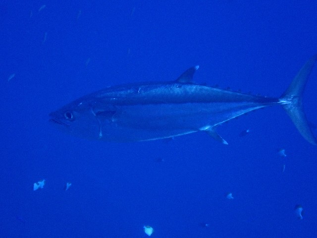 f:id:takedive1988:20201014213047j:image f:id:takedive1988:20201014213047j:image