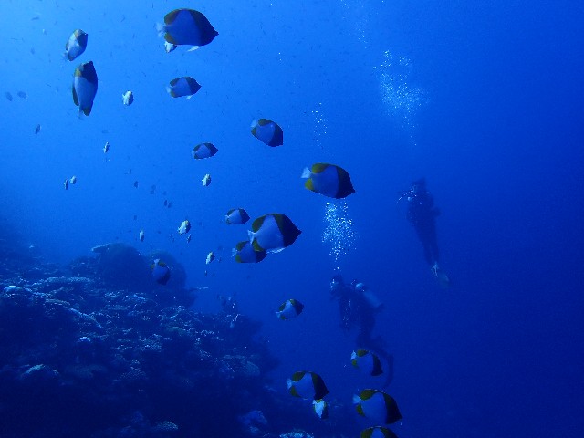 f:id:takedive1988:20201014213419j:image f:id:takedive1988:20201014213419j:image