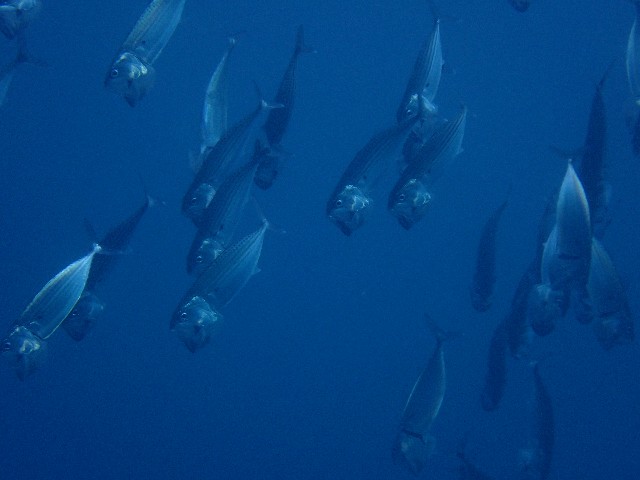 f:id:takedive1988:20201014213443j:image f:id:takedive1988:20201014213443j:image