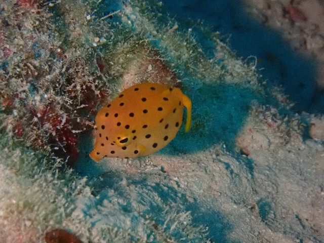 f:id:takedive1988:20201014213604j:image f:id:takedive1988:20201014213604j:image