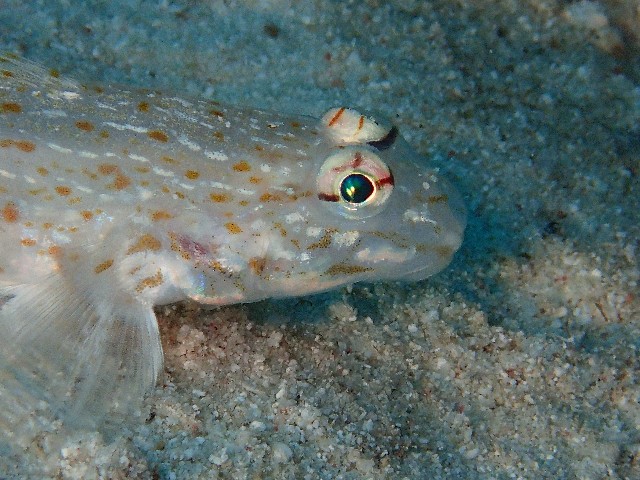 f:id:takedive1988:20201019204716j:image