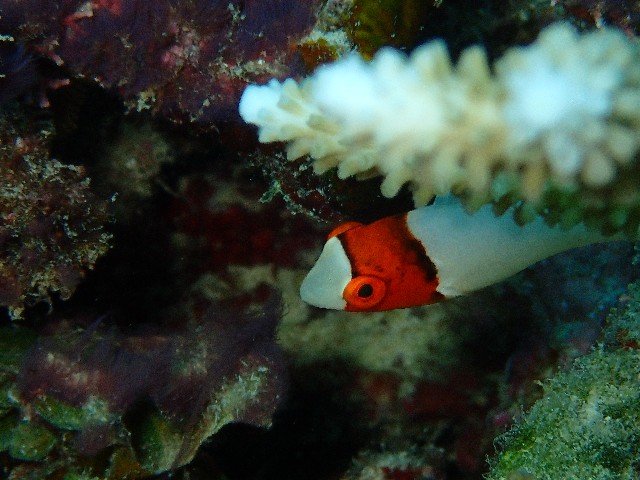 f:id:takedive1988:20201020221109j:image