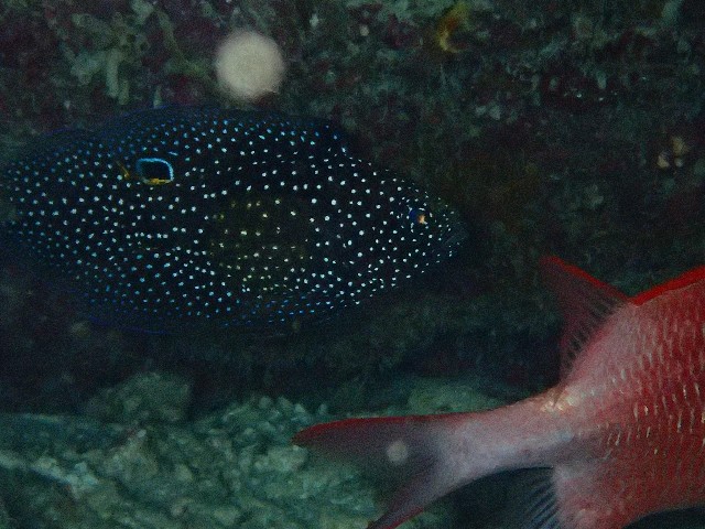 f:id:takedive1988:20201020221124j:image