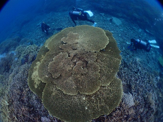 f:id:takedive1988:20201020221253j:image