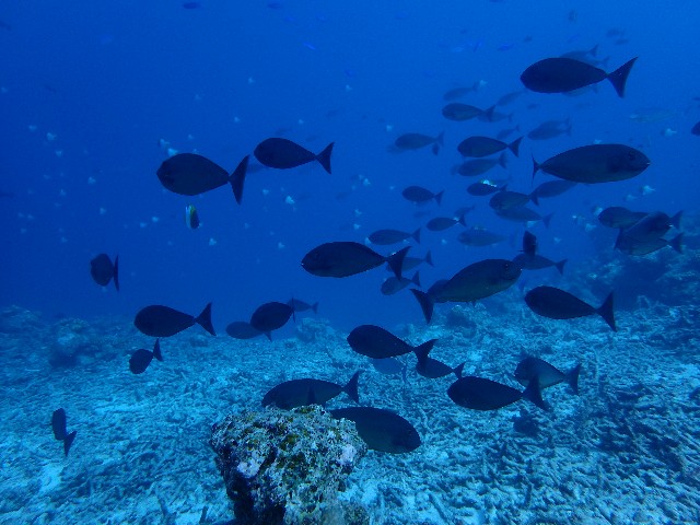 f:id:takedive1988:20201020221442j:image