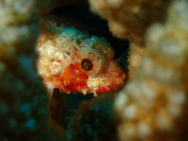 f:id:takedive1988:20201020221525j:image